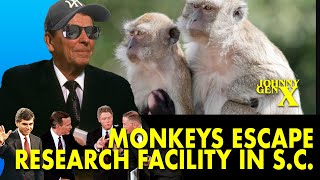 43 monkeys escape from a South Carolina research facility [upl. by Assir]