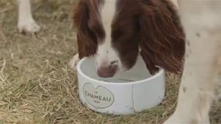 Le Chameau at The Game Fair 2017 [upl. by Schenck]