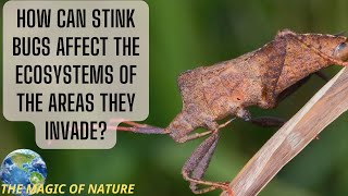 How can stink bugs affect the ecosystems of the areas they invade [upl. by Latta]