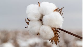 Cotton Value Chain How Cotton is produced and processed — from Seed2Sew [upl. by Lukash]