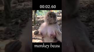 Monkey beau Aisa bandar dekkor mujhe assa lag ta hai animals [upl. by Wolfram]