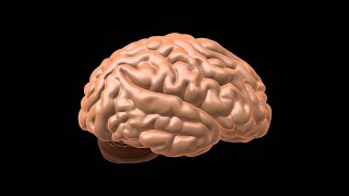 Meninges and Cistern of Brain Neuroanatomy Explained Easy [upl. by Paterson745]