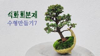 석화회분재 수형만들기7 sekka hinoki bonsai [upl. by Aivlis279]