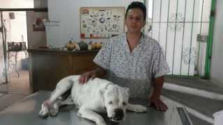 CURACION DE HERIDAS Y PERROS BOXER [upl. by Ykcin]