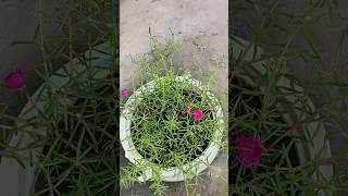 Portulaca Propagation  Cutting of Portulacaportulacaflower [upl. by Aihsat]