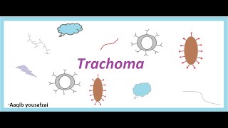 Trachoma  Ophthalmology chlymadial infection of eyes  USMLE step 1 [upl. by Mosira]