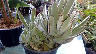 Kalanchoe Tomentosa Ou Orelha de Gato [upl. by Alleusnoc]