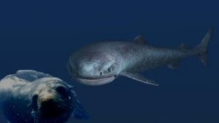 The Mighty and Mysterious Greenland Shark [upl. by Graig557]