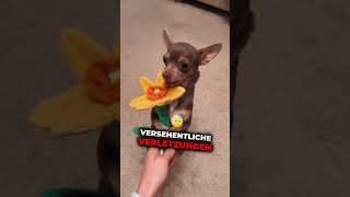 Hast du einen davon hund tierliebe wissenswert tiere hunde doglover [upl. by Aborn]