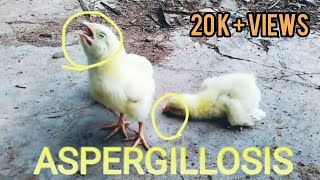 Aspergillosis Brooder pneumonia infection in chickens introduction  symptoms  and treatment [upl. by Kenn]