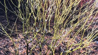 Pruning red and yellow twigged dogwoods Cornus alba [upl. by Lapham890]