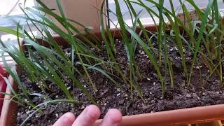 hippeastrum seedlings two months growing third leaf [upl. by Carmela]