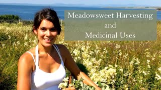 Harvesting Meadowsweet Filipendula ulmaria to make herbal remedies [upl. by Alyehc639]