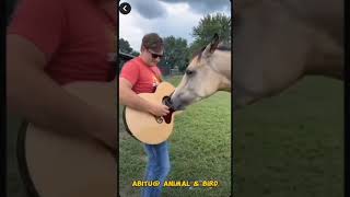 Horse Danching Videos horse animals horselover horsedance horsefarm horseplay [upl. by Suhpesoj765]