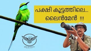 Green Bee Eater നാട്ടു വേലിതത്ത Nattu Velithatha  Merops Orientalis [upl. by Yrtnej434]