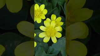 Lesser celandine Ficaria verna shorts flowers garden [upl. by Adnamor]