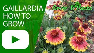 Gaillardia  Blanket flower  How to grow [upl. by Redliw]