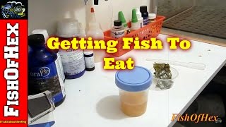 How To Get Fish To Eat  Homemade Garlic Juice [upl. by Lillith]