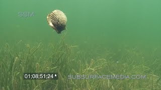 Swimming Bay Scallops Homosassa Florida [upl. by Audsley]