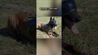 Belgian Malinois Tactical Style belgianmalinois shorts short dog vegetables [upl. by Torbert]