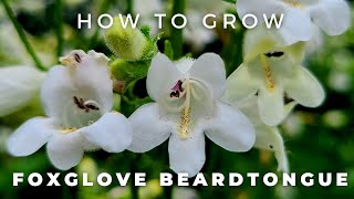 Complete Guide to Foxglove Beardtongue Penstemon digitalis [upl. by Aneehs]