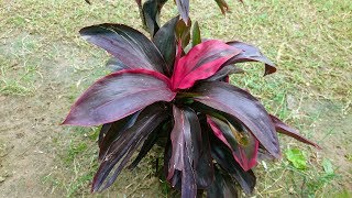 Cordyline fruticosa Mini Plant Care and Information [upl. by Akemak]