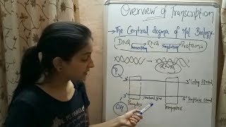 Introduction to TRANSCRIPTION  Biology Lecture 8 [upl. by Meghann444]