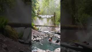 Tree falls next to their hot spring 😳 🎥 Collabashleyyrae [upl. by Latashia]