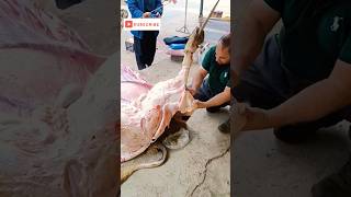 Cow Butchering Skin Removal Techniques and Professional Tipsquot [upl. by Evadnee]