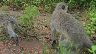 Inside Skrow Troop Exploring Vervet Monkey Life at the Foundation [upl. by Ireland]