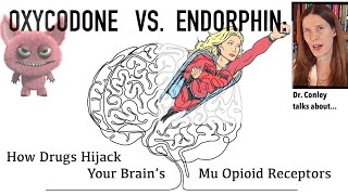 Oxycodone vs Endorphin How Drugs Hijack Your Brains Mu Opioid Receptors [upl. by Tedmann]