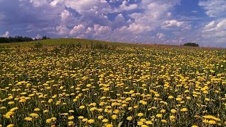 MASUREN  Frühling Löwenzahn Wiese  DOKU DEUTSCH 1080p HD [upl. by Anitselec]