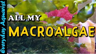 ALL my MACROALGAE  FULL Macroalgae TOUR 2021 [upl. by Anoik]