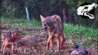 Coyotes Try To Run Down Our Dog  Coyote Hunting With Decoy Dogs [upl. by Posner714]