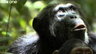 Funny Talking Animals  Walk On The Wild Side  Series 2 Episode 2 Preview  BBC [upl. by Akeem]