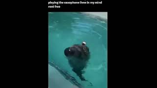 MindBlowing Video Seal Spins amp Plays Saxophone [upl. by Maggi169]