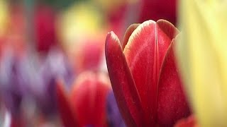 Floriade Flower Show Canberra [upl. by Etnor]