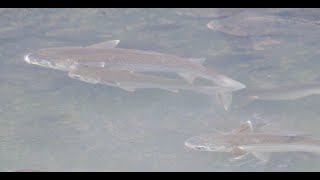 1130329 The flathead grey mullet is euryhaline and spend the young at rivers [upl. by Christabella]