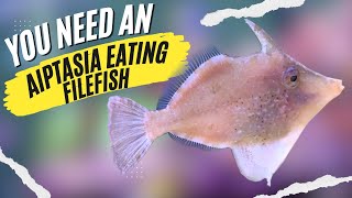 Aiptasia Eating Filefish How to be Successful with These 5 Easy Tips [upl. by Hoeve]