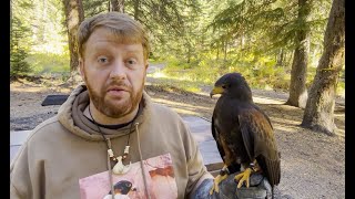 Falconry Secrets to training a new bird [upl. by Buff]