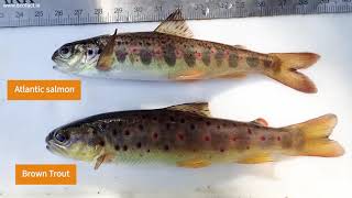 Electrofishing survey Juvenile Salmon amp Trout [upl. by Attenehs989]