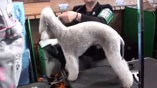 Crufts 2012 Bedlington Terrier Part 1 [upl. by Akinehc]