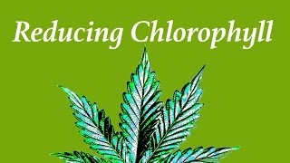 How to Minimize Cannabis Chlorophyll [upl. by Veta]