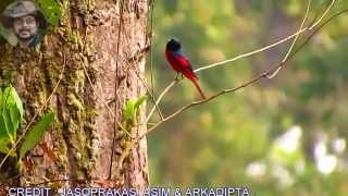 Scarlet Minivet Male A Bird video [upl. by Cired]