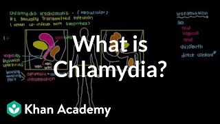 What is chlamydia  Infectious diseases  NCLEXRN  Khan Academy [upl. by Sremmus]