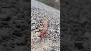 Megarian banded centipede nature centipede scolopendra shorts [upl. by Larner850]