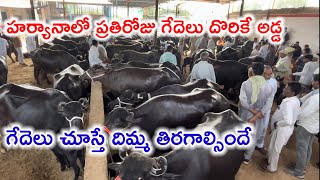 Murrah buffaloes Haryana హర్యానా గేదెలు విజయవాడ హైదరాబాద్ వెళుతున్నాయి [upl. by Anirba]