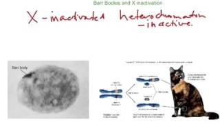 X Inactivation and Barr bodies [upl. by Enileve978]