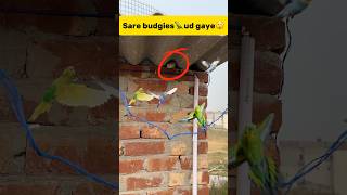 Sare budgies🦜 ud gaye😲 petlover minivlog pigeonvlogger pigeon budgieslovers budgiesfam bird [upl. by Abbottson]