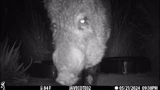 May 22 2024 Up Close and Personal with Baby Javelinas and Noses [upl. by Namso]